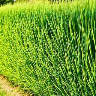 Hedge row blocking wind across pasture edge