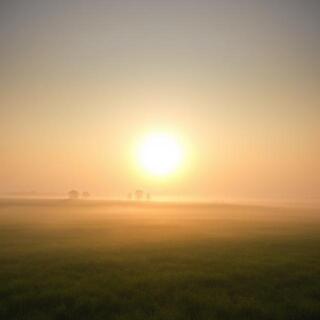 Pasture in dawn mist