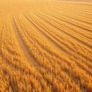 Fresh cut grass rows