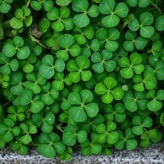 Close mix of clover and legumes