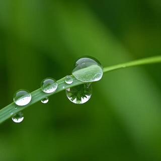 Rain beads on a leaf after monsoon shower